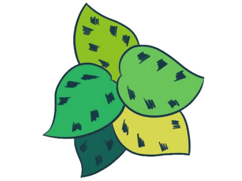 关于竹芋的彩色简笔画