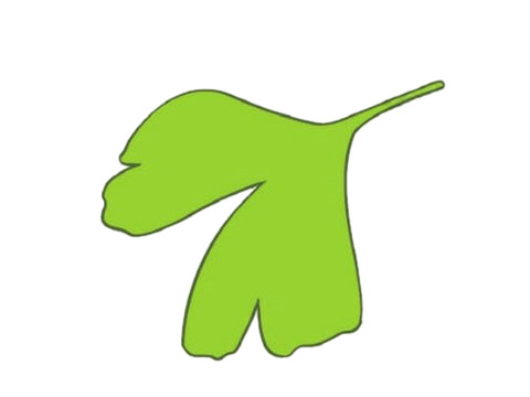 绿色的银杏叶简笔画