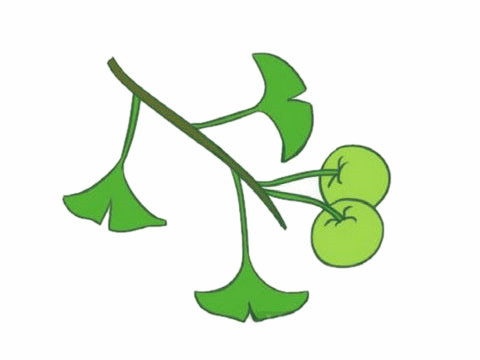 银杏叶和银杏果简笔画