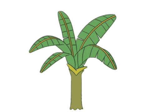 漂亮的芭蕉树简笔画带颜色