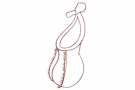 涂色的猪笼草简笔画教程