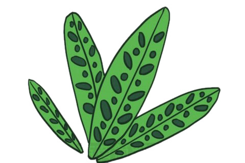 简单五步画出竹芋简笔画