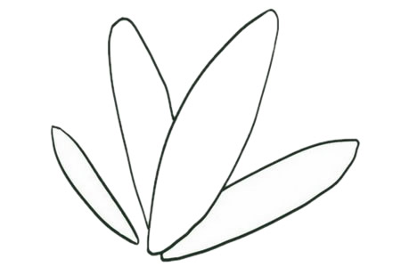 简单五步画出竹芋简笔画