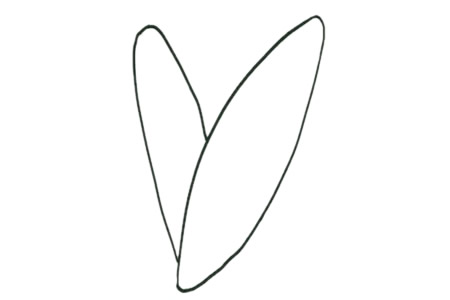 简单五步画出竹芋简笔画