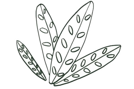 简单五步画出竹芋简笔画
