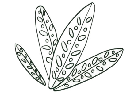 简单五步画出竹芋简笔画