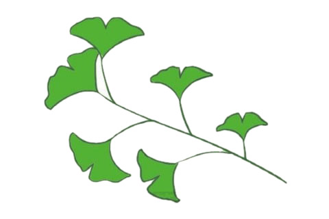 树枝上的银杏叶简笔画