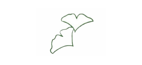 树枝上的银杏叶简笔画