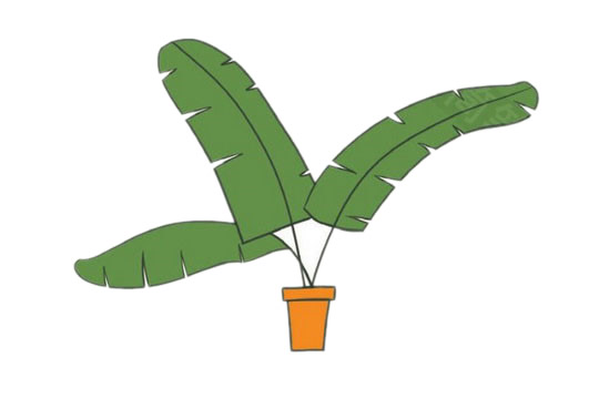 花盆里的芭蕉树简笔画