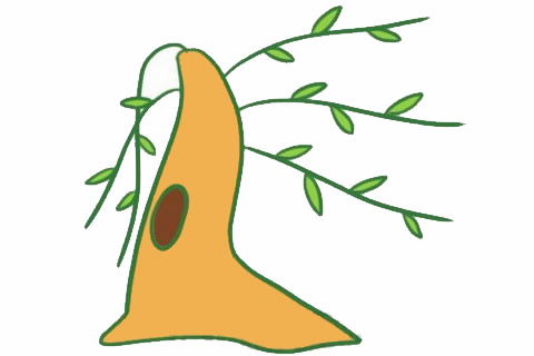 关于柳树的简笔画教程