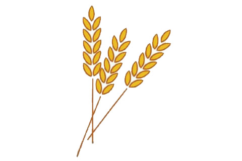 金黄的麦穗简笔画步骤教程