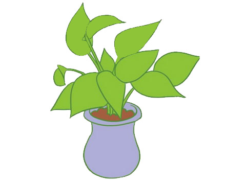 绿萝盆栽简笔画带颜色