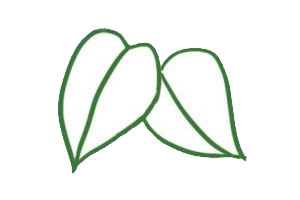 漂亮的绿萝简笔画教程