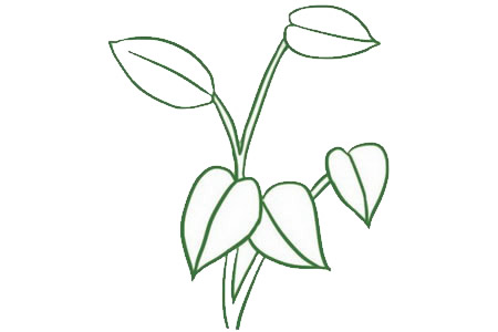 漂亮的绿萝简笔画教程