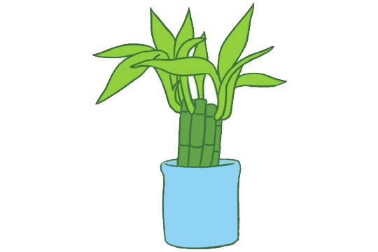 花盆里的富贵竹简笔画