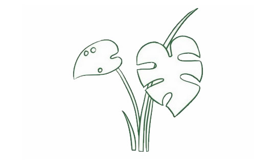 带颜色的龟背竹简笔画教程