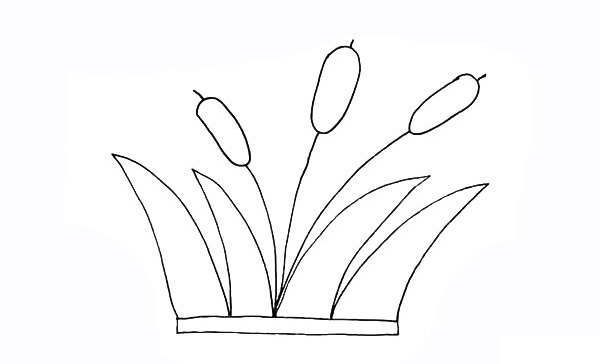 涂色的香蒲简笔画教程