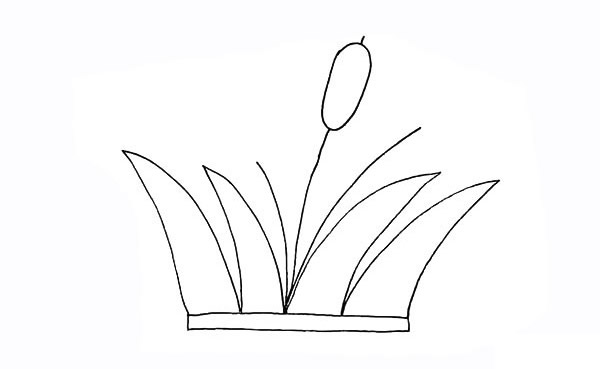 涂色的香蒲简笔画教程