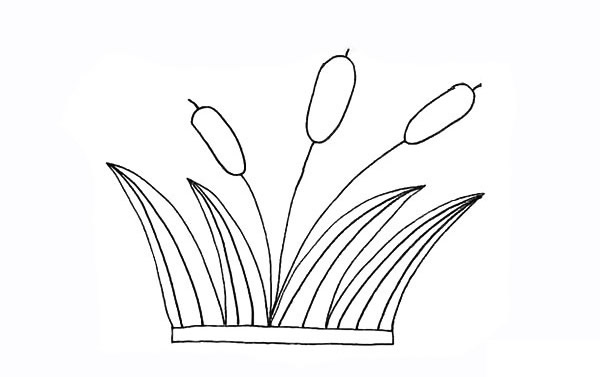 涂色的香蒲简笔画教程