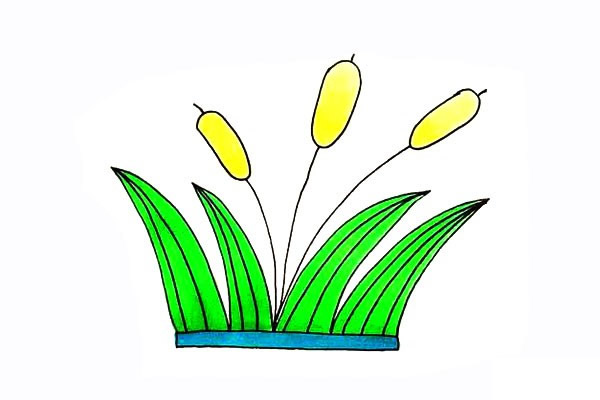 涂色的香蒲简笔画教程