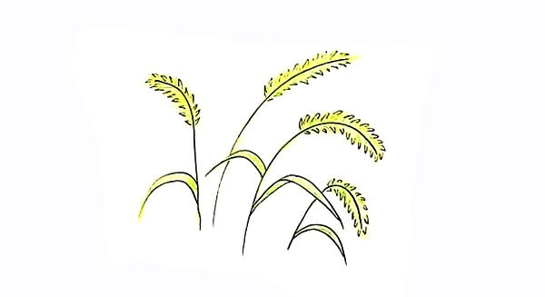 涂色的狗尾巴草简笔画教程
