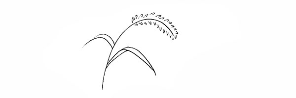 涂色的狗尾巴草简笔画教程