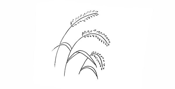 涂色的狗尾巴草简笔画教程