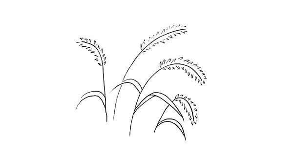 涂色的狗尾巴草简笔画教程