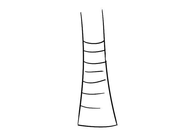 一棵粗壮的椰子树简笔画教程