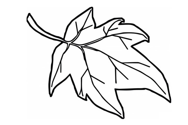 分享几幅枫叶的简笔画