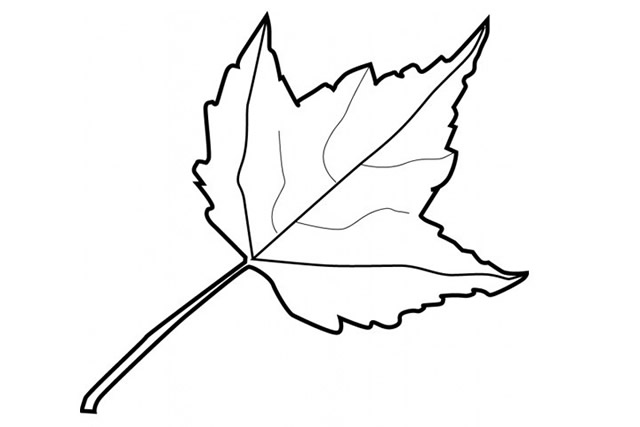 分享几幅枫叶的简笔画