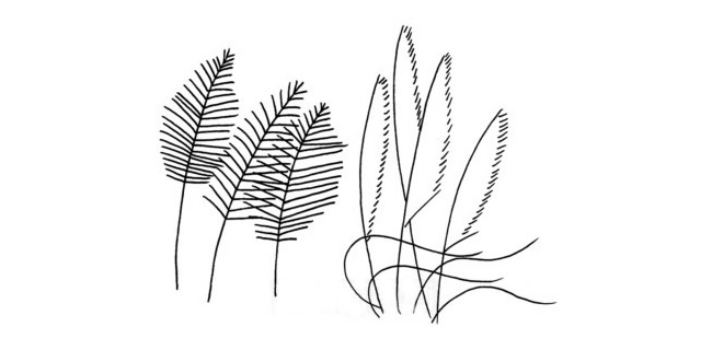 关于芦苇的简笔画