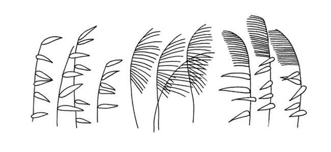 成片的芦苇简笔画