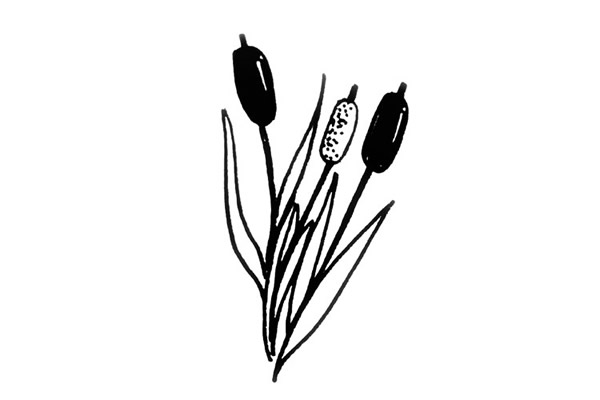 香蒲怎么画简单又好看