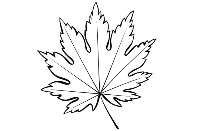 简单好看的枫叶简笔画(枫叶怎样剪最简单的好看的)
