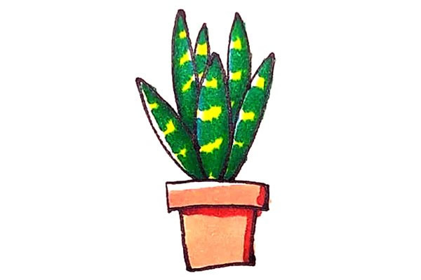 带颜色的虎皮兰简笔画步骤教程(虎皮兰颜色为什么越来越深)