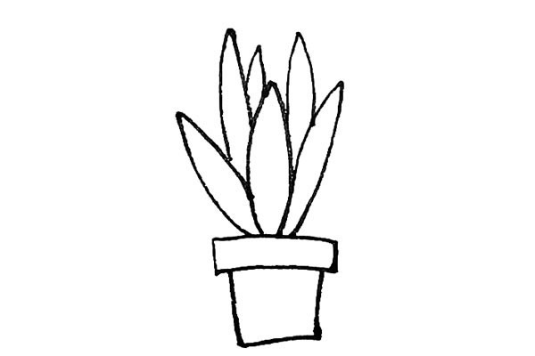 带颜色的虎皮兰简笔画步骤教程