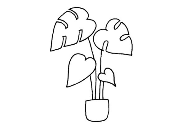 龟背竹简笔画步骤教程(龟背竹的简笔画)