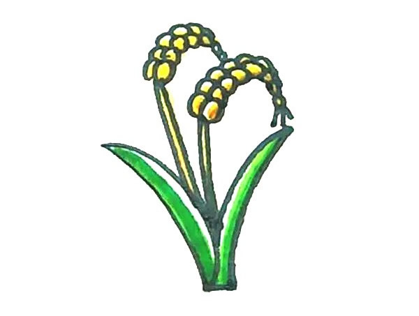 儿童学画麦子简笔画步骤教程