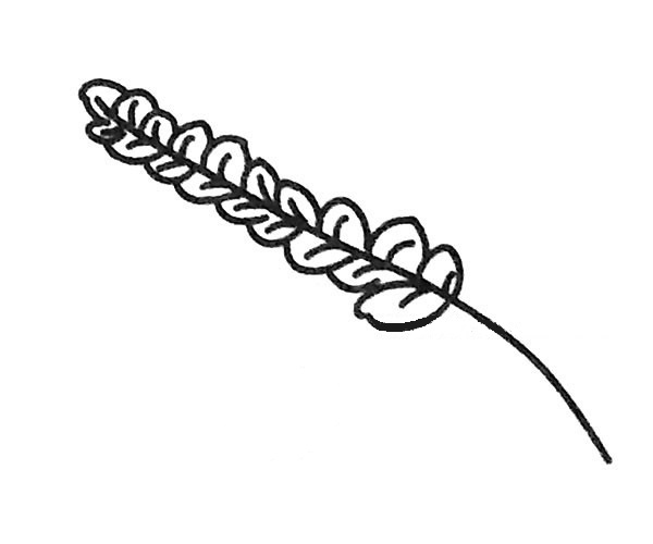 简单的麦穗怎么画(麦穗怎么画简单又好看)