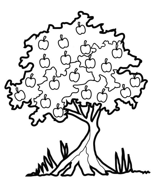 结满苹果的苹果树简笔画(结满苹果的苹果树图片简笔画)