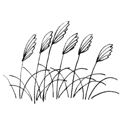 关于芒草的简笔画步骤