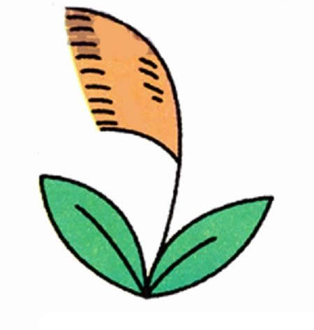 带颜色的芦苇简笔画教程