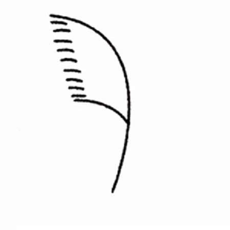 带颜色的芦苇简笔画教程