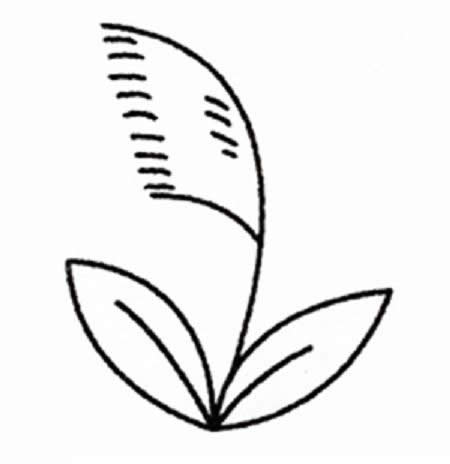 带颜色的芦苇简笔画教程