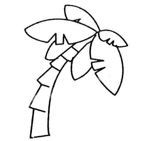 两款简单的椰子树简笔画(椰子树的简笔画 简单)