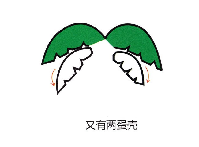 带颜色的椰树简笔画教程