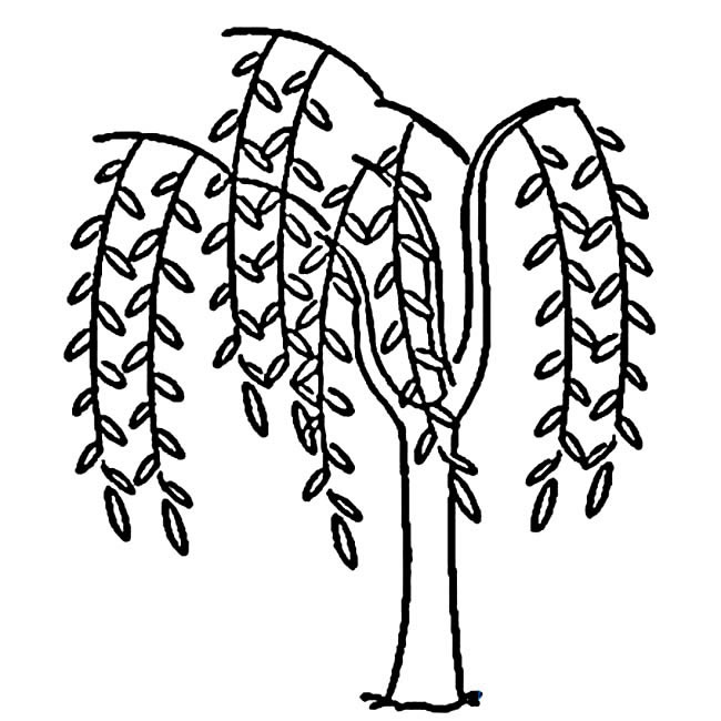 适合幼儿的柳树简笔画