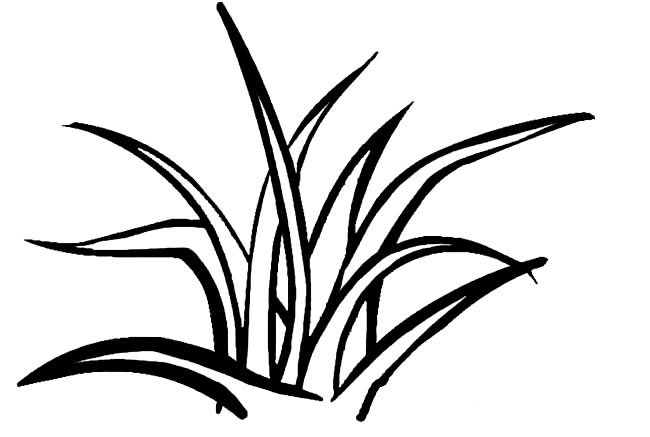 关于小草的简笔画(关于小草的简笔画图片大全)