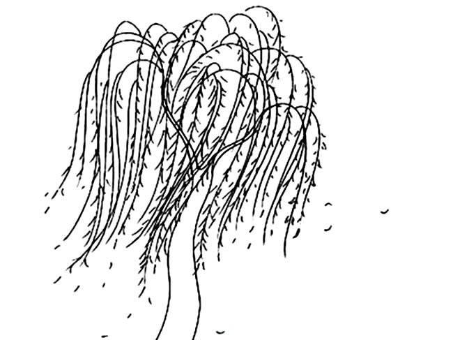 简单的柳树怎么画(柳树怎么画漂亮又简单)